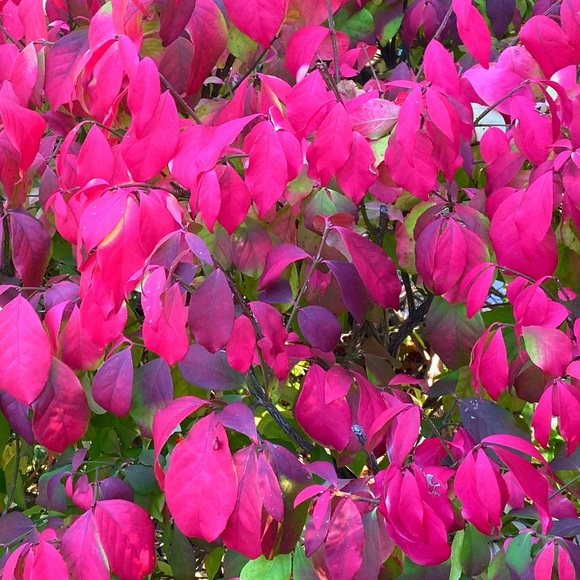 Meet your Posher, Gabrielle - Picture 1 of 1